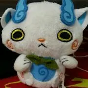 コーちゃんの画像