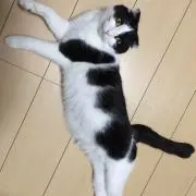 しのっぷ