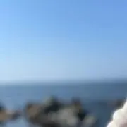 shinkaの画像