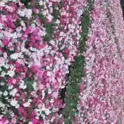 ななの画像