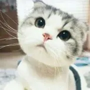 走好会