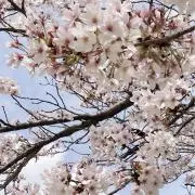 ももちんの画像