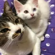 おいもの画像