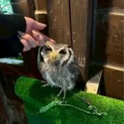 cocoの画像