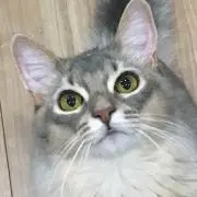 君蝶