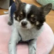 ちゃむ