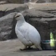 3pouyoshiの画像
