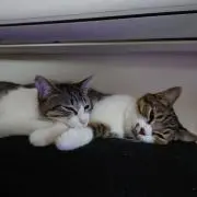 ぶーぶーの画像