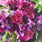 ぷにはむの画像