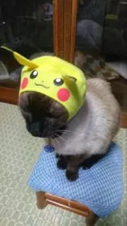 もこの画像