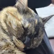 ちょみっとの画像