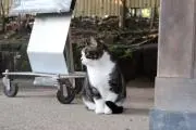 はっしーちゃんの画像