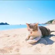 海猫♡♡☆♪★
