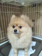 おかぴぃの画像
