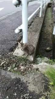 ねこねこねねこの画像