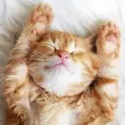 nyan＊プロフィールご確認下さい＊の画像