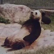 あちゃの画像