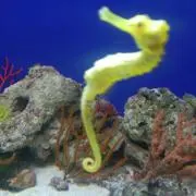ヒーロの画像