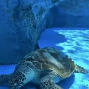 らふの画像