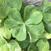 ダイアナとアン⭐️週末割❣️