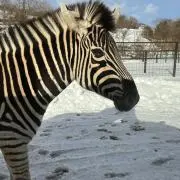 シドニムス