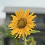 けいの画像