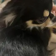 パピモッチの画像