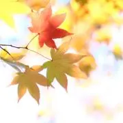 TA