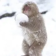 ペチペチの画像