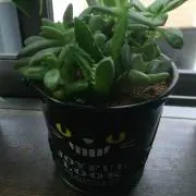 かんちゃん