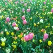 omの画像