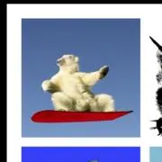 野生白グマ