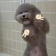 FOVの画像