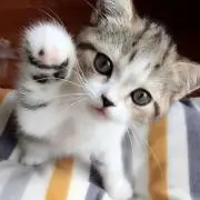 いたばしの画像