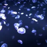 ひょうかの画像