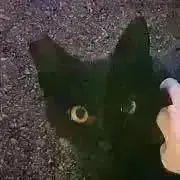 シナチク/在庫確認発送お時間頂戴しますの画像
