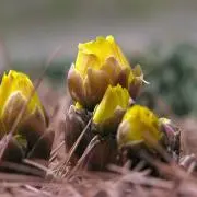 Reeの画像
