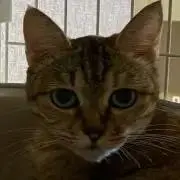とり