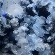 a　お値下げ中ですの画像