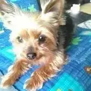 aliceの画像