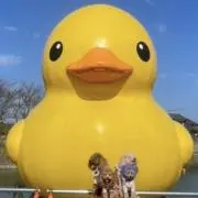 Kumakuma