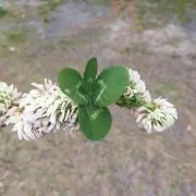 Clover