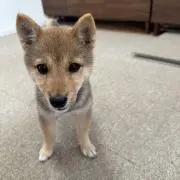 まめの画像