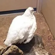 しゃなりおんの画像