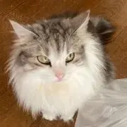 maguの画像