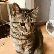 sora