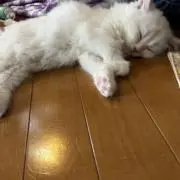 おぎのの画像