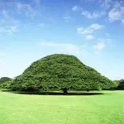 ネペンテスの画像