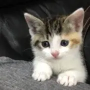 孔雀王の画像