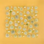 Oursinの画像